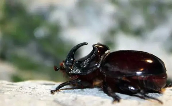 Böcek deyip geçmeyin! Sadece 4 ülkede bulunuyor